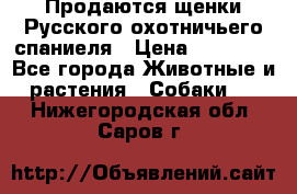 Продаются щенки Русского охотничьего спаниеля › Цена ­ 25 000 - Все города Животные и растения » Собаки   . Нижегородская обл.,Саров г.